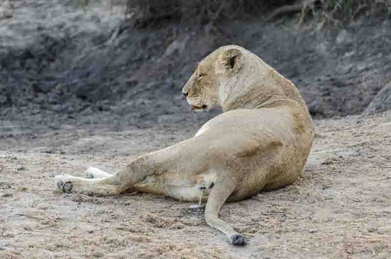 Leona - parque nacional Kruger - Sudáfrica 02.jpg